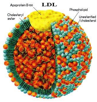 Chỉ số LDL cholesterol trong máu là gì?